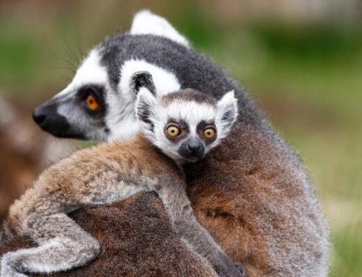 Thüringer Zoopark Erfurt