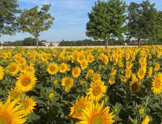 Sonnenblumen zum Selbstpflücken