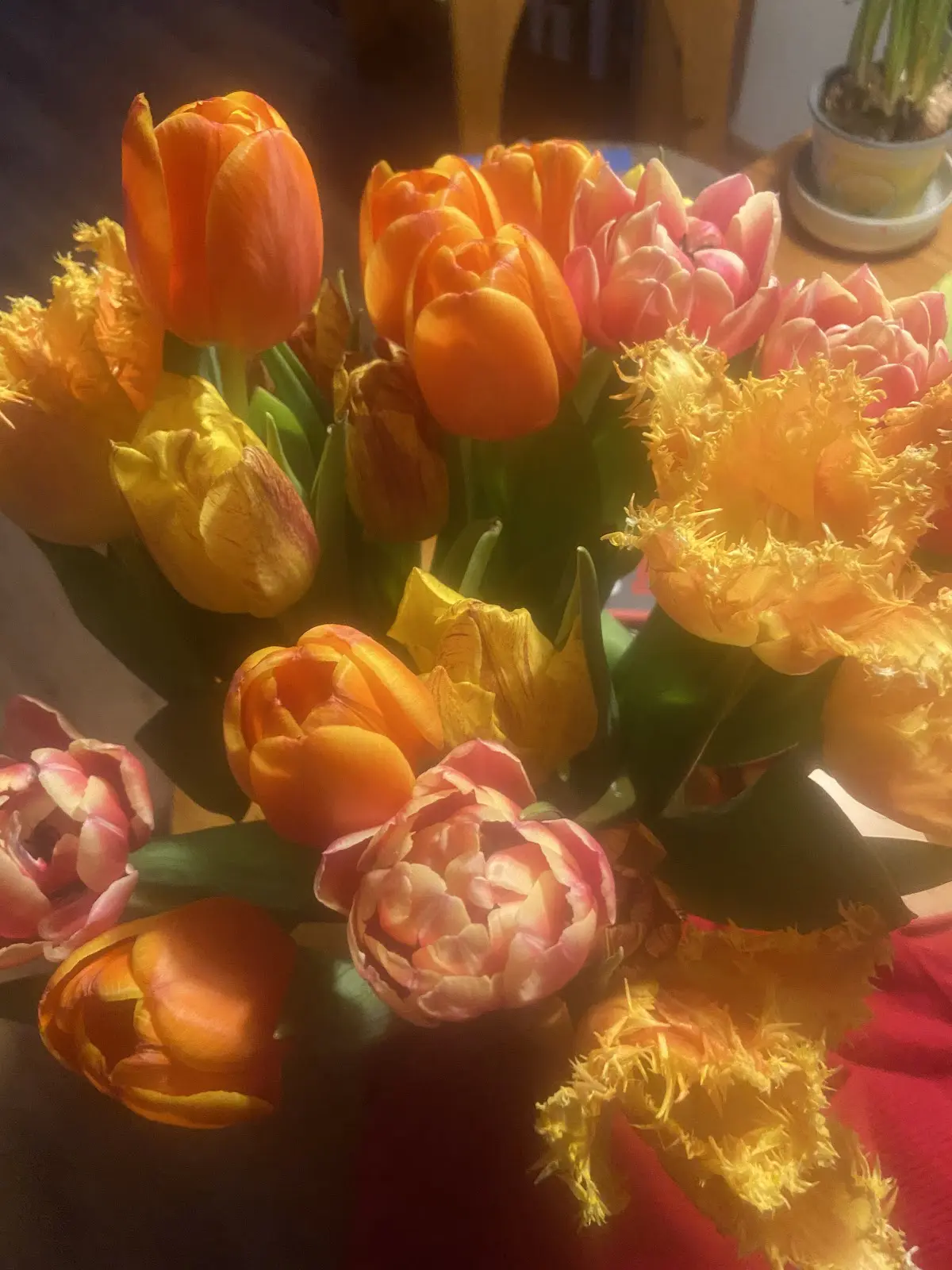 Blumen floriness 27 1731076753 854 photo