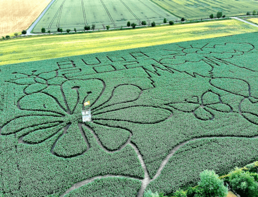 Maislabyrinth Erfurt